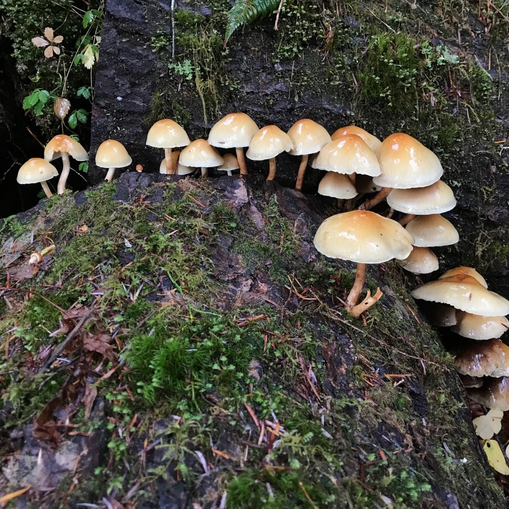 Meet your Posher, Love